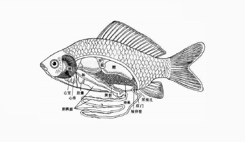 靠解剖鲫鱼就能保送进清华？！其实真相是…